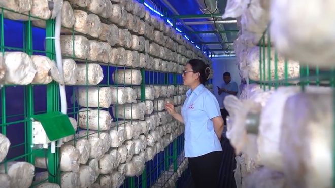乐鱼官方网站德州一空调企业竟曾“跨界”组建蘑菇栽种团队！为了啥？